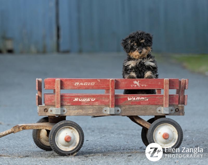 Mini Bernedoodle puppy with paws up on a Radio Flyer wagon.