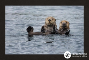 Mother and baby sea otter in Kukak Bay, AK.