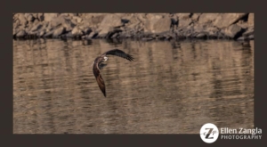 Osprey flying with fish in its talons.