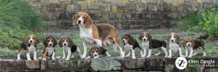 Eight Beagle puppies outside with their mom.