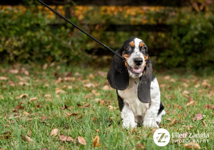 Basset Hound puppy sitting outside holding his leash in his mouth.