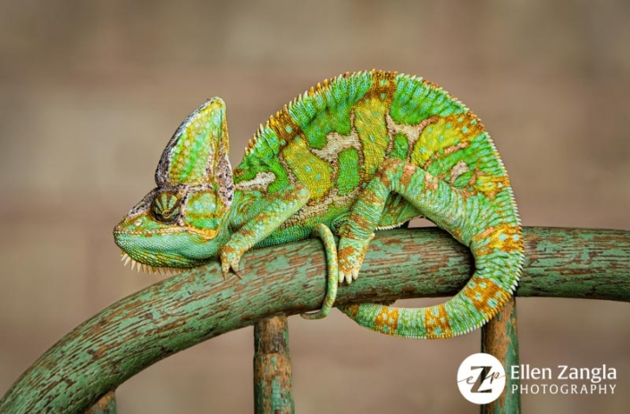 Chameleon on chair outside with tail curled around.