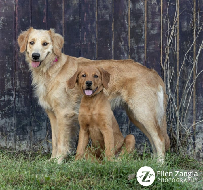 Two Golden Retrievers, an adult and a puppy, outside together.