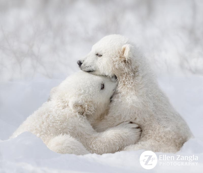 Two young polar bear cubs playing in the snow in Manitoba, Canada.