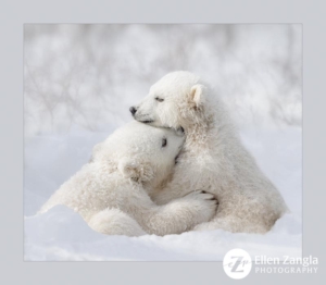 Two polar bear cubs hugging while playing in the snow.