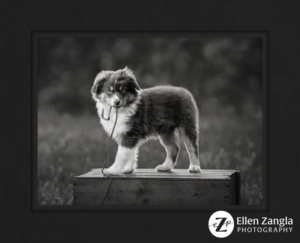 Mini-Aussie puppy standing on crate outside holding leash in his mouth.