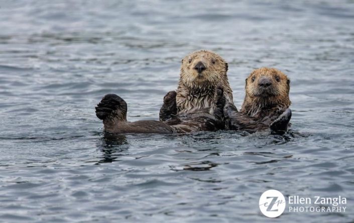 Mother and baby sea otter swimming together in Kukak Bay Alaska