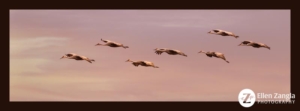 Seven sandhill cranes flying