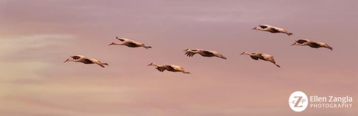 Seven sandhill cranes flying at sunset