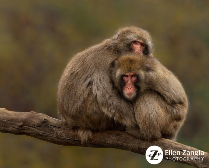 Two snow monkeys sitting together on a branch.