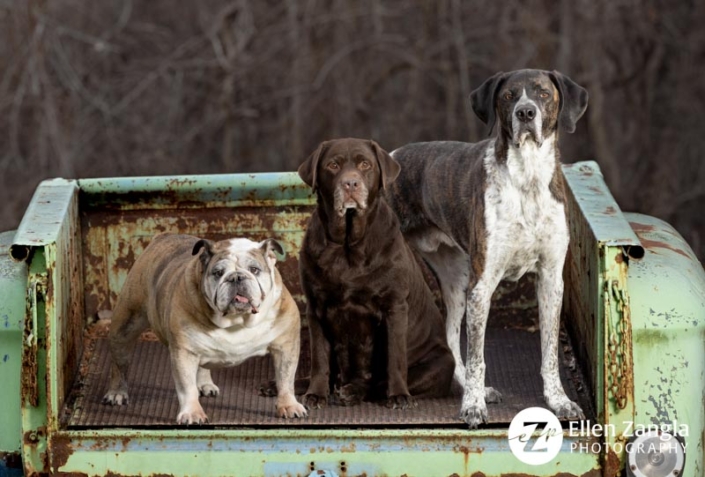 Three dogs together outside in the back of a truck.