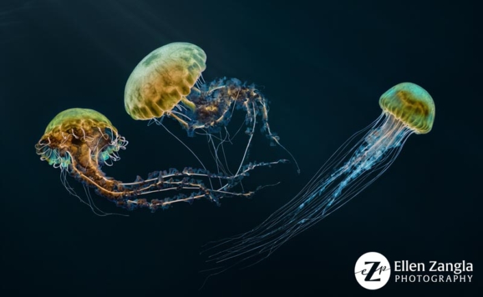 Three jellyfish at the Baltimore Aquarium.