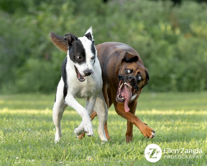 Two dogs running outside and playing with funny looks on their faces.