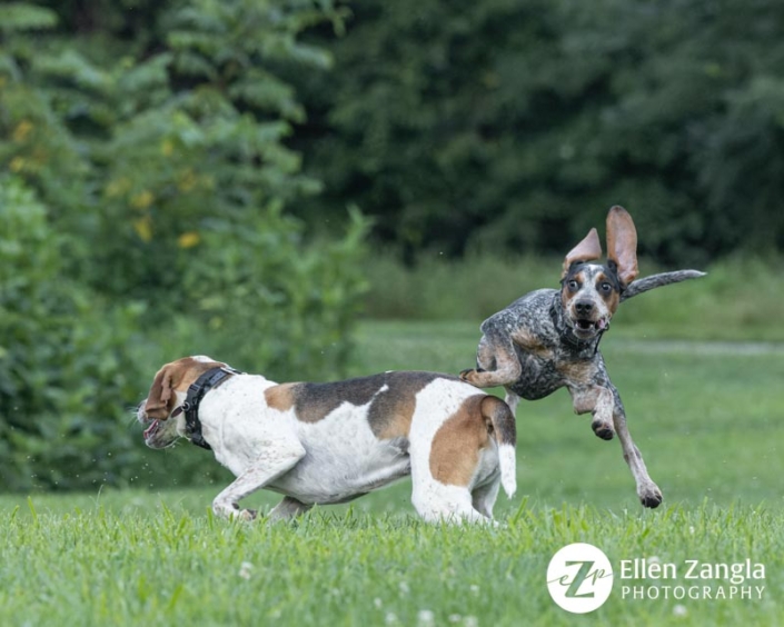 Two dogs playing outside and one jumping over the other one.