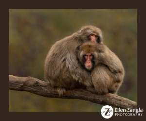 Two snow monkeys sitting together on a branch.