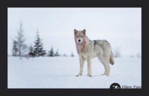 Wolf with blood on his neck from kill standing in the snow looking at the camera.