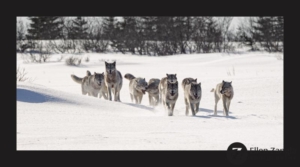 Wolf pack walking through the snow in Manitoba, Canada.