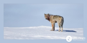 Lone wolf standing in the snow with blood on his body and face.