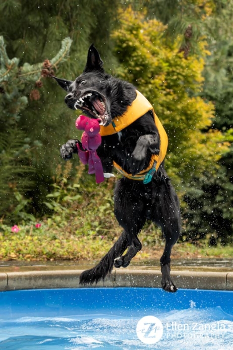 Photo of Shepherd jumping in a pool in Loudoun County VA by Ellen Zangla Photography