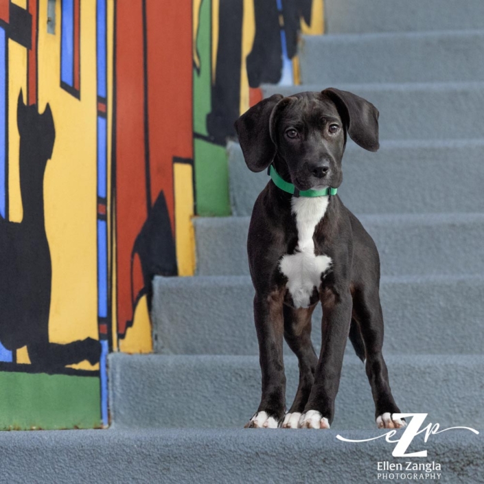 Portrait of mixed breed puppy on steps next to colorful mural in Reston, VA.