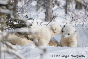 Photo of two polar bear cubs playing in the snow in Manitoba Canada