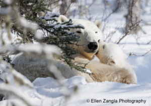 Photo of polar bear cub with mom in Manitoba Canada