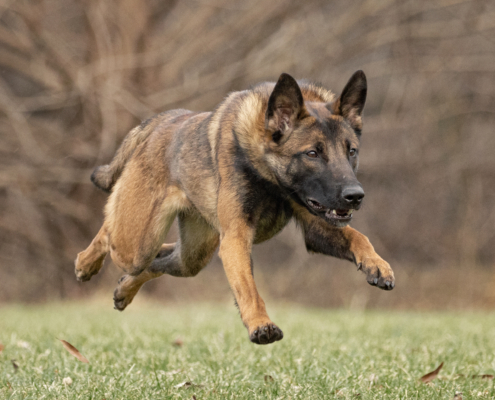 Belgian Malinois dog running outside in the grass with all four feet off the ground.