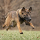 Belgian Malinois dog running outside in the grass with all four feet off the ground.