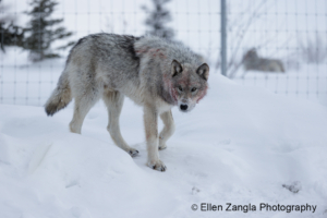 Wolf photo at Nanuk Lodge in Manitoba Canada