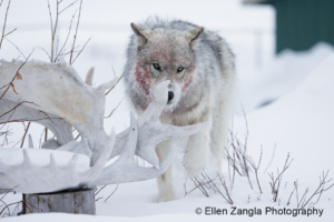 Photo of wolf sniffing antlers