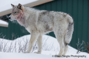 Photo of regal wolf in Manitoba Canada