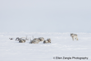 Photo of wolf pack sleeping in the snow