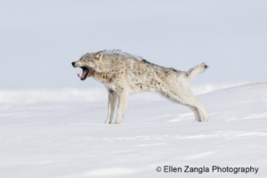 Photo of wolf stretching and yawning