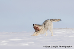 Photo of wolf in the snow stretching