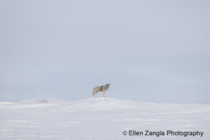 Photo of wolf on a mound of snow