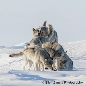 Photo of pack of wolves happily reuniting