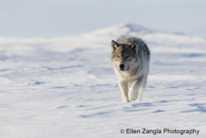 Photo of wolf walking directly towards the camera in the snow