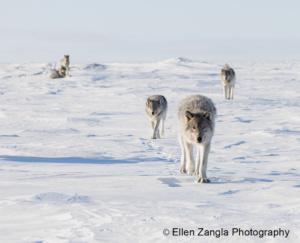 Photo of wolves walking towards the camera