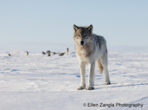 Photo of wolf in the snow with pack of wolves behind him