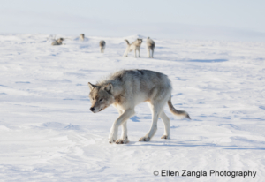 Photo of wolf walking towards the camera with pack of wolves behind her