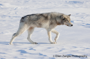 Photo of wolf walking in the snow