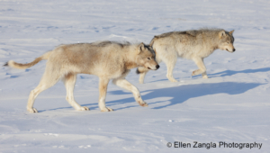 Photo of two wolves walking in the snow