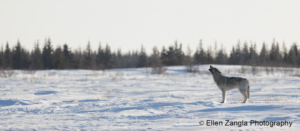 Photo of wolf howling in the snow in Manitoba Canada