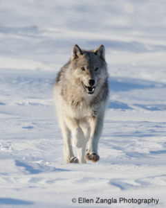 Photo of wolf running in the snow