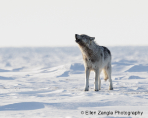 Photo of wolf howling in the snow