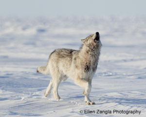 Photo of wolf in the snow running and howling