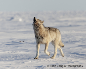 Photo of wolf howling and running
