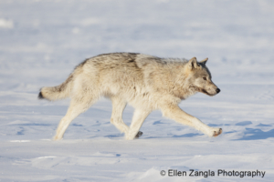 Photo of wolf running through the snow