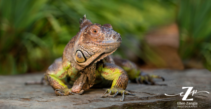 Bearded dragon lying outside on a rock.