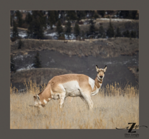 Funny photo of two Pronghorns in Yellowstone by Ellen Zangla Photography